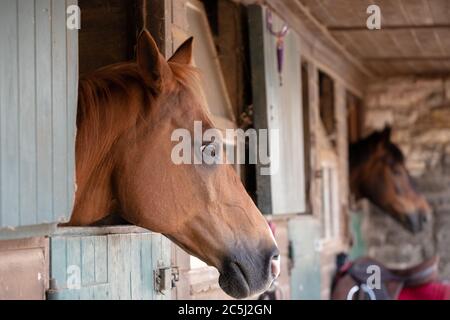 Messa a fuoco superficiale di un cavallo arabo purebred visto nel suo blocco stabile. Foto Stock