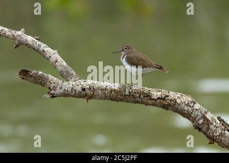 Sandpiper comune o hypoleucos di Actitis che siedono su un ramo dell'albero a Sunderbans Tiger Reserve bengala occidentale India Foto Stock