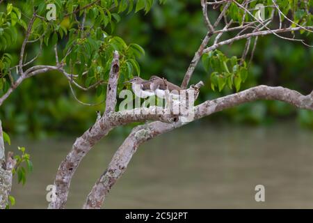 Sandpiper comune o hypoleucos di Actitis che siedono su un ramo dell'albero a Sunderbans Tiger Reserve bengala occidentale India Foto Stock