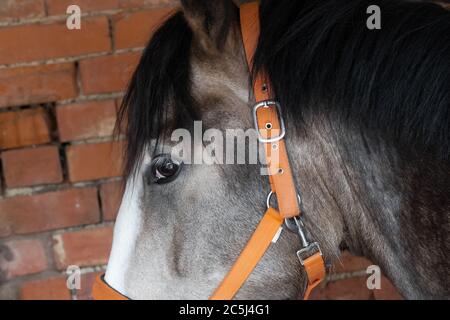 Giovane Mare visto nella sua stalla costruita in mattoni, circa avere nuovi ferro di cavallo montato da un fabbro fuori vista. Foto Stock