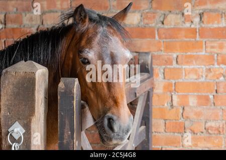 Giovane Mare visto nella sua stalla costruita in mattoni, circa avere nuovi ferro di cavallo montato da un fabbro fuori vista. Foto Stock