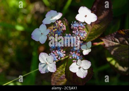 Bella Hydrangea serrata fiore con luce solare. Fuji città, Giappone in prima estate. I nomi comuni includono anche: Montagna idrangea. Foto Stock