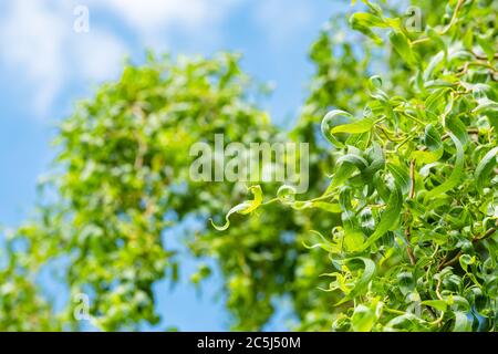 Fuoco superficiale di un albero di Willow maturo visto con foglie fresche contro un cielo estivo blu. Foto Stock