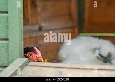 Fuoco superficiale di una gamma libera di brodie Hen visto seduto su una frizione di uova in una casa di galline di makeshift. Foto Stock