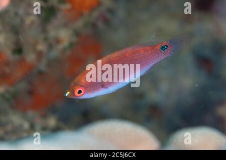 Fata giovanile-Wrasse, Cirrhilabrus sp, sito di immersione Pulau Putus, Lembeh Straits, Sulawesi, Indonesia Foto Stock