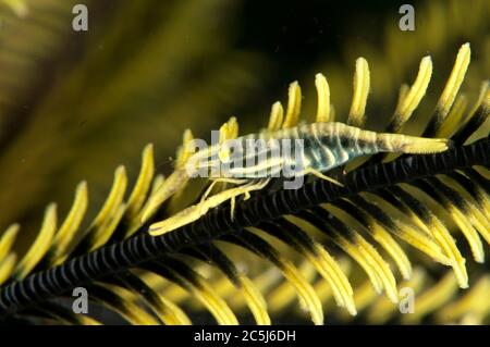 Gamberi crinoidi Ambon, Laomenes amboinensis, su Crinoid, ordine Comatulida, sito di immersione Pulau Putus, stretto di Lembeh, Sulawesi, Indonesia Foto Stock
