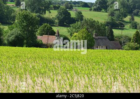 Terreni agricoli e campi d'Inghilterra in estate Foto Stock