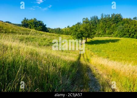 Un piccolo sentiero in erba nelle colline intorno al comune di Serramazzoni, Modena, Italia Foto Stock