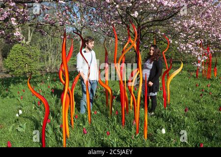 32 installazioni d'arte erano situate attraverso i Giardini in una grande varietà di luoghi. Mentre i visitatori entrano attraverso Victoria Gate, hanno visto Sapphire Star, le singole forme di vetro soffiato di cui si irradiano verso l'esterno per creare un'esperienza visiva celeste. Il colore blu vibrante di Sapphire Star è altamente concentrato al centro, dove i singoli elementi di vetro si incontrano e diventano sempre più opachi. Le punte acromatiche e traslucide dell'opera riflettono la luce e ne aggiungono un'intensa radiosità. L'opera di Chihuly è stata esposta in più di 240 musei in tutto il mondo nella sua carriera di 50 anni . Foto Stock