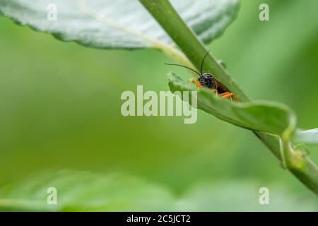un ichneumon nero vola con gambe arancioni seduta su una foglia verde Foto Stock