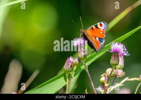 una farfalla di pavone seduta su un fiore viola di un tistolo Foto Stock