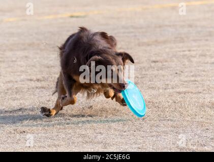 Collie marrone bordo appena che cattura un disco mentre cade in erba morta al parco Foto Stock