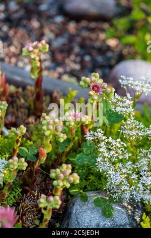 Casa comune-porro, Taklök (Sempervivum Copernicia) Foto Stock