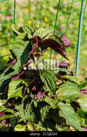 "Britton' Perilla, Bladmynta (Perilla frutescens) Foto Stock