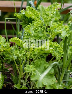 Kale 'Half Tall', Grönkål (Brassica oleracea) Foto Stock