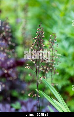 Radice di allume di Rödbladig, purple di Palazzo (Heuchera micrantha) Foto Stock