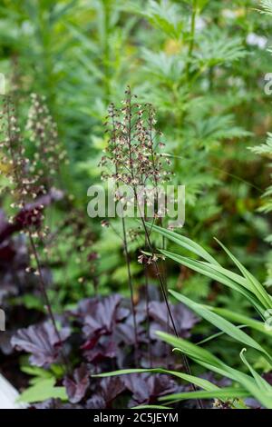 Radice di allume di Rödbladig, purple di Palazzo (Heuchera micrantha) Foto Stock