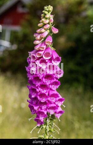 Foxglove comune, Fingerborgsblomma (Digitalis purpurea) Foto Stock