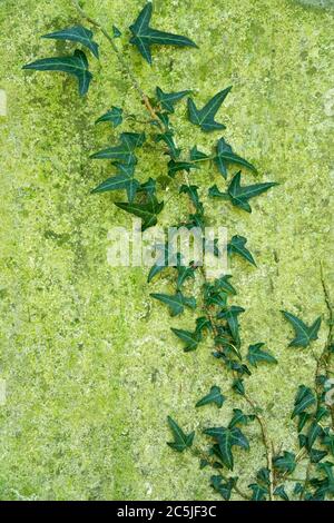 Struttura naturale e tessitura formata su una vecchia lastra di pietra ricoperta di muffa verde, con un gambo di Ivy. Texture di sfondo. Verticale Foto Stock