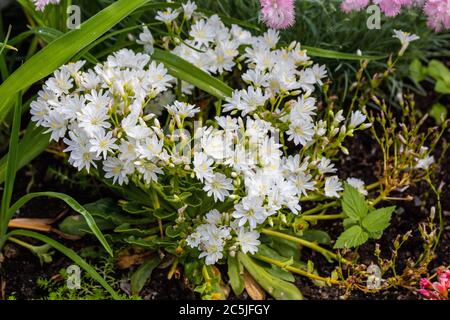 'Mountain Dreams' Cliff Maids, Broklewisia (Lewisia cotiledone) Foto Stock