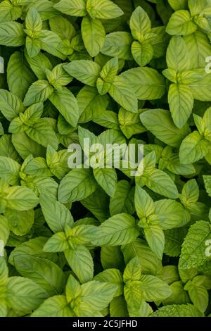 Menta piperita, Pepparmynta (Mennha × piperita) Foto Stock