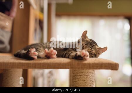 Brown Tabby Kitten dormendo su una torre di gatto Foto Stock