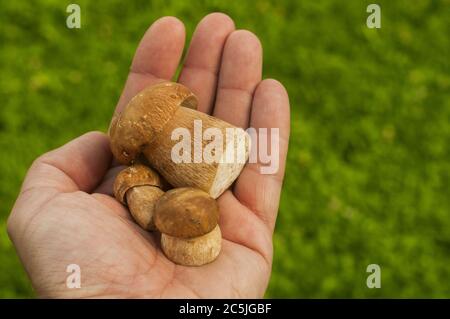 Funghi di boletus edulis freschi tagliati in primo piano con le mani umane Foto Stock