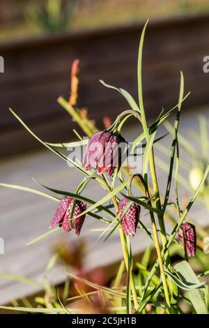 Snake head fritillary, Kungsängslilja (Fritillaria meleagris) Foto Stock