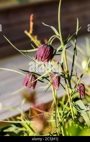 Snake head fritillary, Kungsängslilja (Fritillaria meleagris) Foto Stock