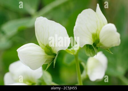 Pisum sativum. Fiori di 'Kelvedon Wonder' pianta pisello in un giardino inglese cucina. REGNO UNITO. MODULO GAS ANESTETICI Foto Stock