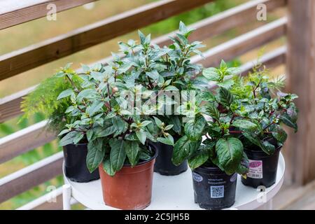 'Maischnee' Creeping phlox, Mossflox (Phlox subulata) Foto Stock