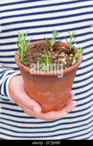 Rosmarino officinalis. Propagare piante di rosmarino da talee di conifere mettendo intorno ai bordi di una pentola in un composto gritty mescolano. Foto Stock