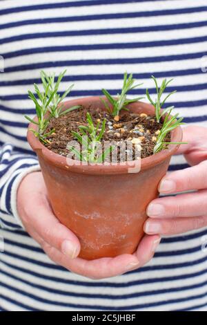 Rosmarino officinalis. Nuove talee di rosmarino propagato da steli di legno molle. Foto Stock