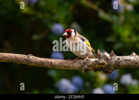Cardellino Foto Stock