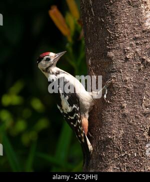 Giovane Picchio a puntino grande su alimentatore fatto in casa tronco di albero suet, fotografato nel mio giardino Foto Stock