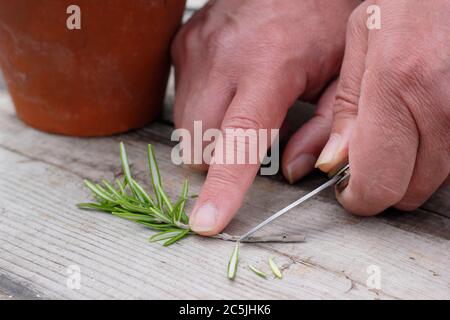 Rosmarino officinalis. Preparazione di un taglio di rosmarino per la propagazione tagliando la base di uno stelo sotto un nodo di foglia Foto Stock