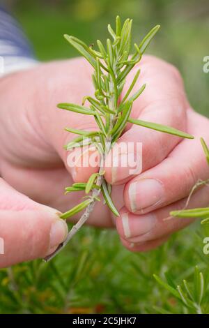 Rosmarino officinalis. Preparazione di talee di rosmarino per la propagazione rimuovendo le foglie inferiori. Foto Stock