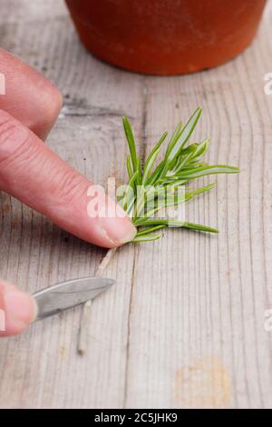 Rosmarino officinalis. Preparazione di un taglio di rosmarino per la propagazione tagliando la base di uno stelo sotto un nodo di foglia Foto Stock