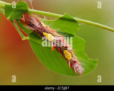 morpho peleides caterpillar Foto Stock