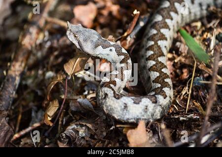 Vipera ammodytes o naso cornuto Viper, il più pericoloso Europeo di serpenti velenosi in habitat naturali Foto Stock