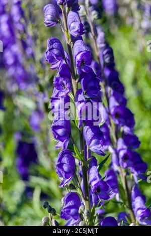 Aconitum 'Newry Blue' una pianta avvelenosa di fiori erbacei blu primavera estate comunemente conosciuta come monkshood Foto Stock