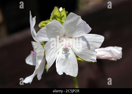 Malva 'Alba' una pianta di fiori estivi erbacei bianchi, comunemente conosciuta come mallow muschio Foto Stock