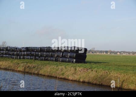Balle di fieno, balle di insilato, accatastate sull'erba in un prato lungo un fossato avvolto in plastica nera. Paesaggio pascolo, gennaio, Bergen, Paesi Bassi. Foto Stock