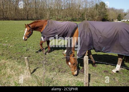 Due cavalli in un prato con coperte di cavalli contro il freddo in primavera. Nei Paesi Bassi vicino al villaggio di Bergen e le dune. Paesi Bassi, Foto Stock