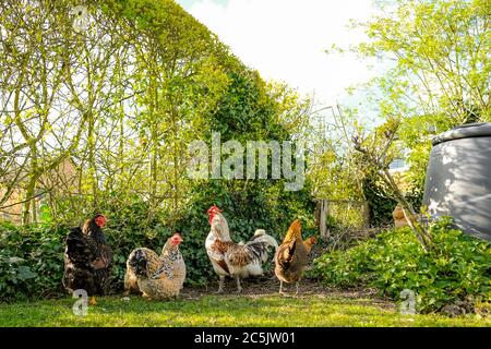 Piccolo gregge di galline, libero di gamma, insieme ad un cockerel, foraging per il cibo in un grande giardino privato. Foto Stock