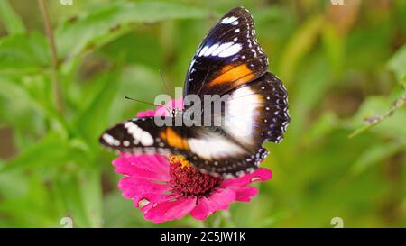 Butterfly Hypolimnas bolina si trova su un fiore rosa Indonesia Foto Stock