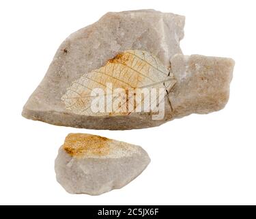 Impronta di una pianta antica. Quercus kamischinensis. Isolato su bianco Foto Stock