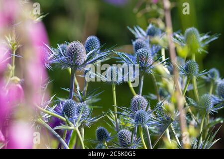 Primo piano di Sea Holly Flowers Eryngium Foto Stock