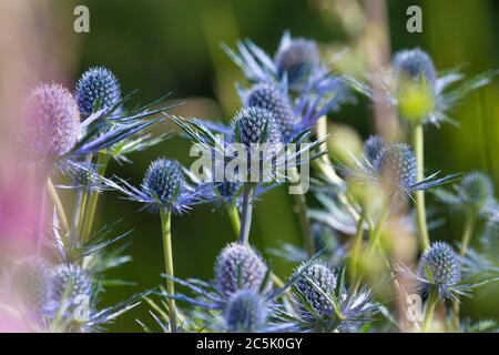 Primo piano di Sea Holly Flowers Eryngium Foto Stock