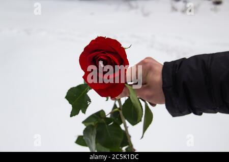 Una rosa rossa in mano, UNA giornata invernale. La mano tiene una rosa nella giornata invernale. Amore. Foto Stock